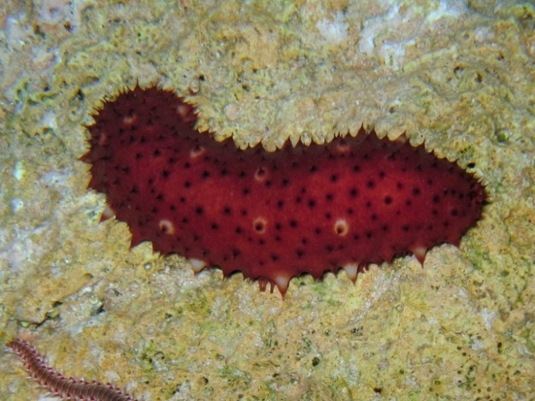 Holothuria sanctori (Delle Chiaje, 1823)  e Tubi di Cuvier